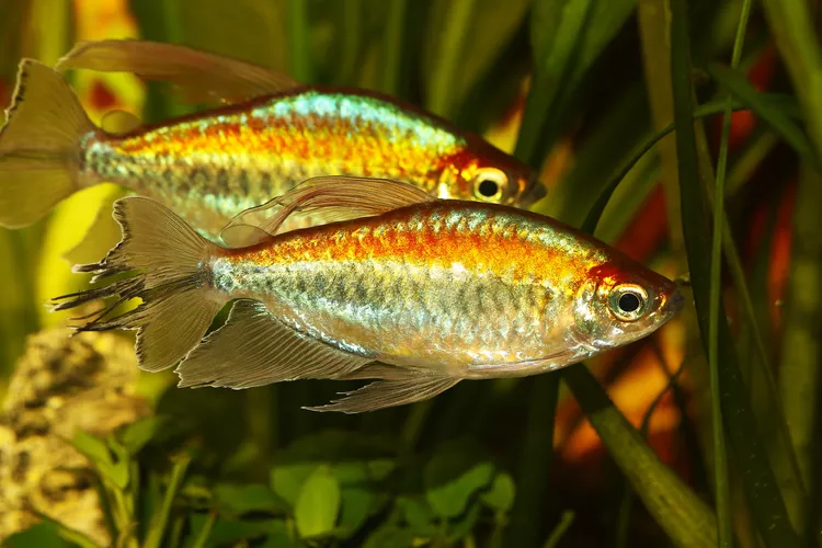 Congo Tetra